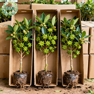 广西八角树苗嫁接东荣八角罗马八角树苗阳台盆栽庭院种植矮化高产