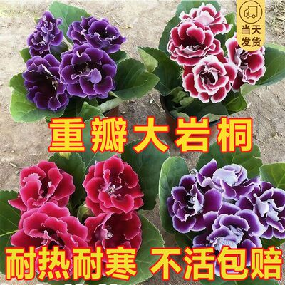 重瓣大岩桐盆栽带花苞富贵芙蓉花阳台客厅办公室四季开花好养易活