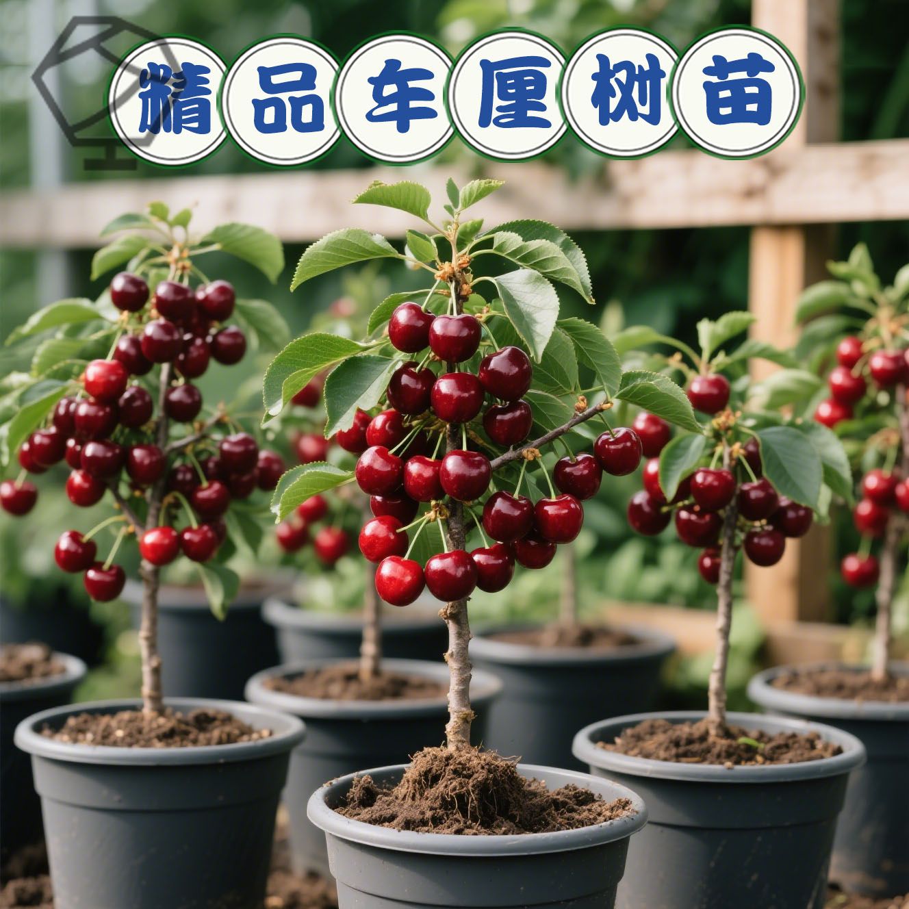 车厘子树苗樱桃树南方北方种植盆栽庭院果树矮化樱桃树大樱桃树苗