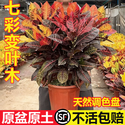 七彩变叶木变色木盆栽室内植物客厅好养活花卉绿植室外庭院花盆景