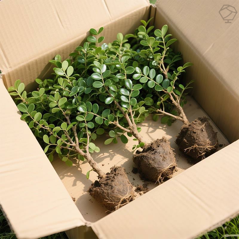 清香木盆栽防驱蚊草胡椒木绿植物四季好养室内花卉九里香树苗盆景