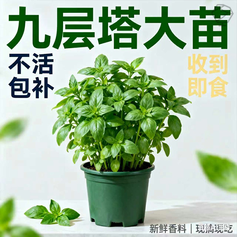 九层塔金不换盆栽可食用新鲜罗勒薄荷苗四季室内阳台香草蔬菜种籽