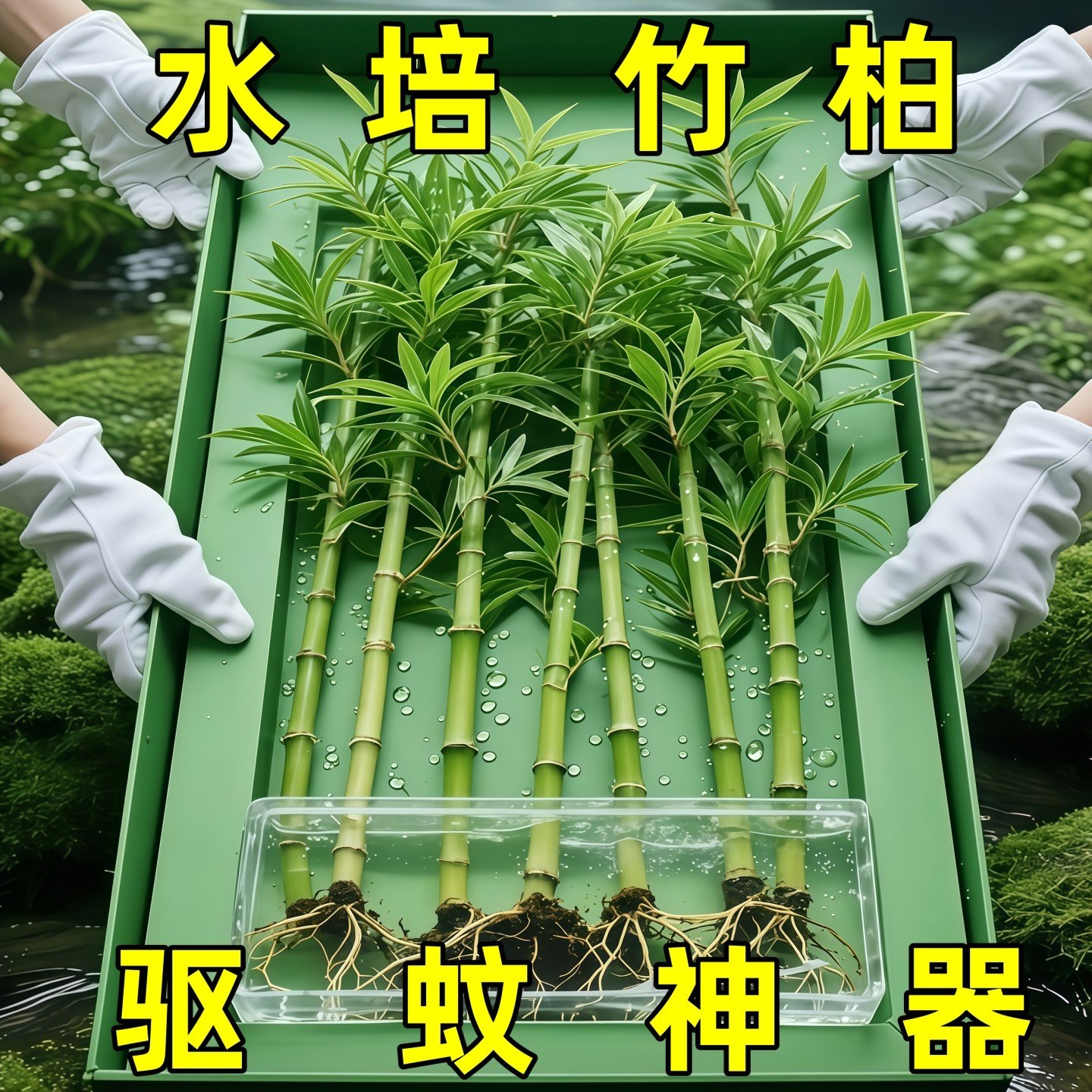 竹柏驱蚊竹水培植物盆栽室内客厅水养花卉绿植水培驱蚊竹四季好养