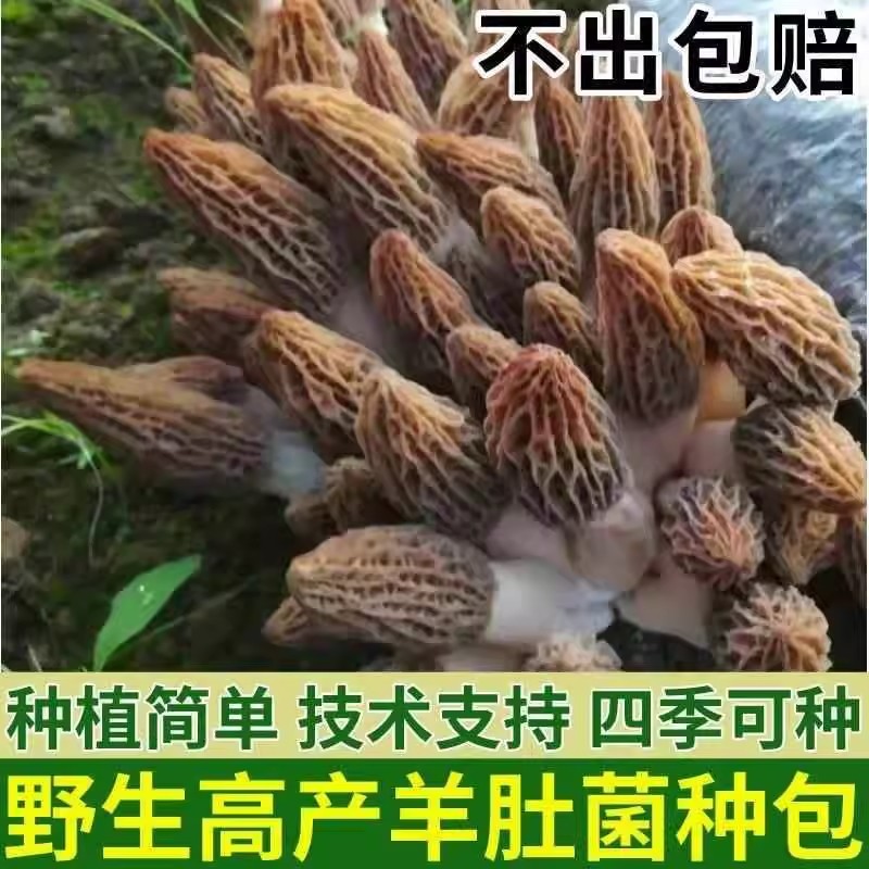 高产羊肚菌菌种家种居家