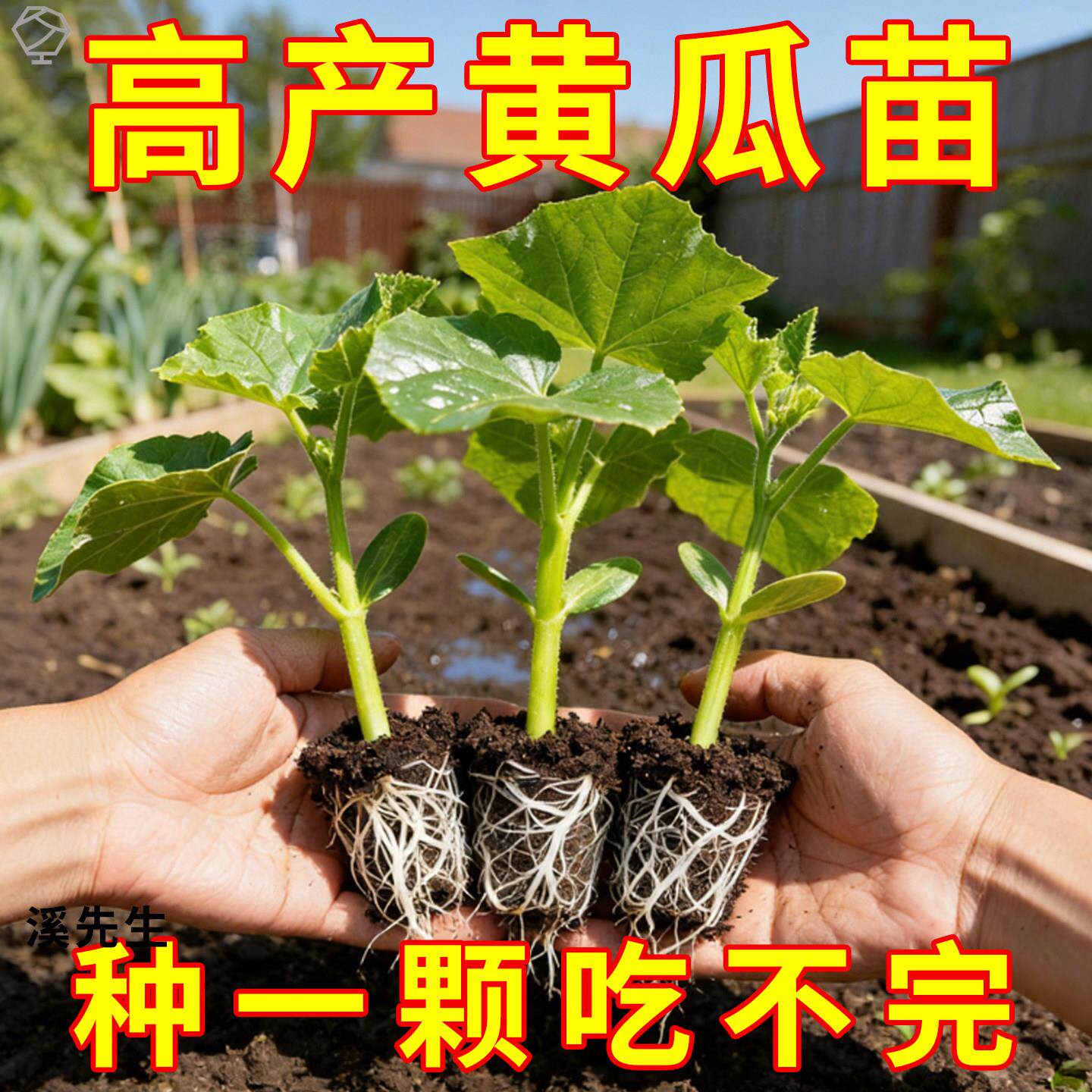 水果黄瓜苗四季秧苗嫁接瓜苗当季菜苗春季蔬菜瓜果苗高产品种