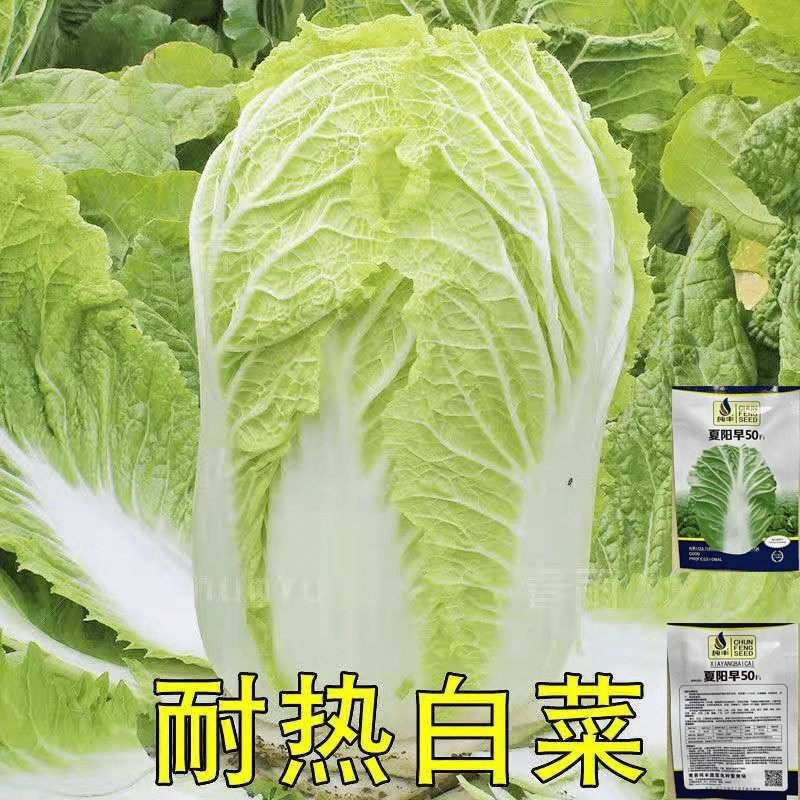 夏天抗热夏阳大白菜种子耐热50天小院四季蔬菜秋播耐寒白菜种籽