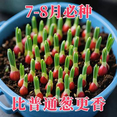 红头葱种四季葱头小香葱种子籽家庭阳台盆栽蔬菜火葱山东大葱种孑