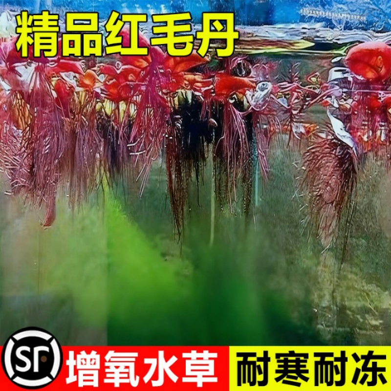 红毛丹增氧水草耐寒耐冻水培植物清理神器清全套真草招财净化鱼1
