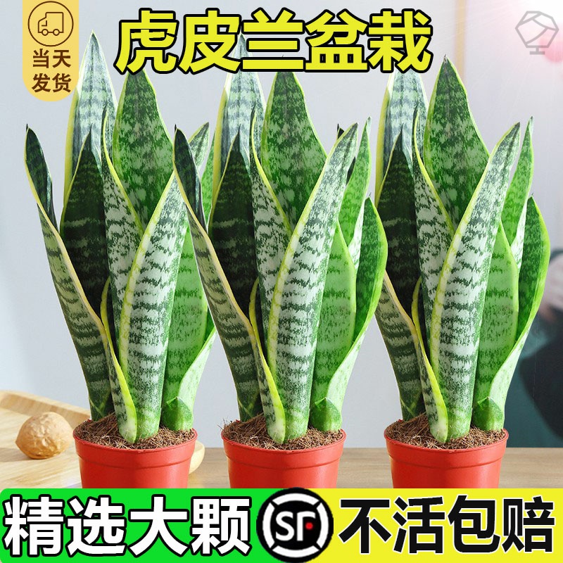 金边虎皮兰盆栽多肉易活水培植物绿植办公室内花卉大全客厅虎尾兰
