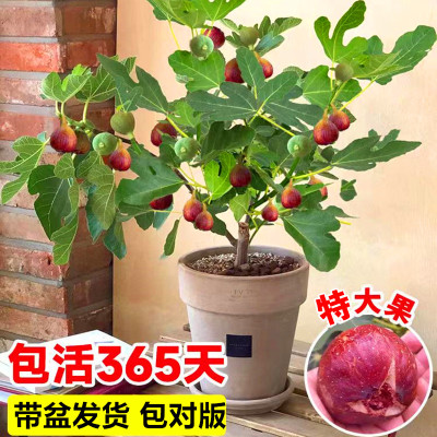 无花果树果苗盆栽特大果