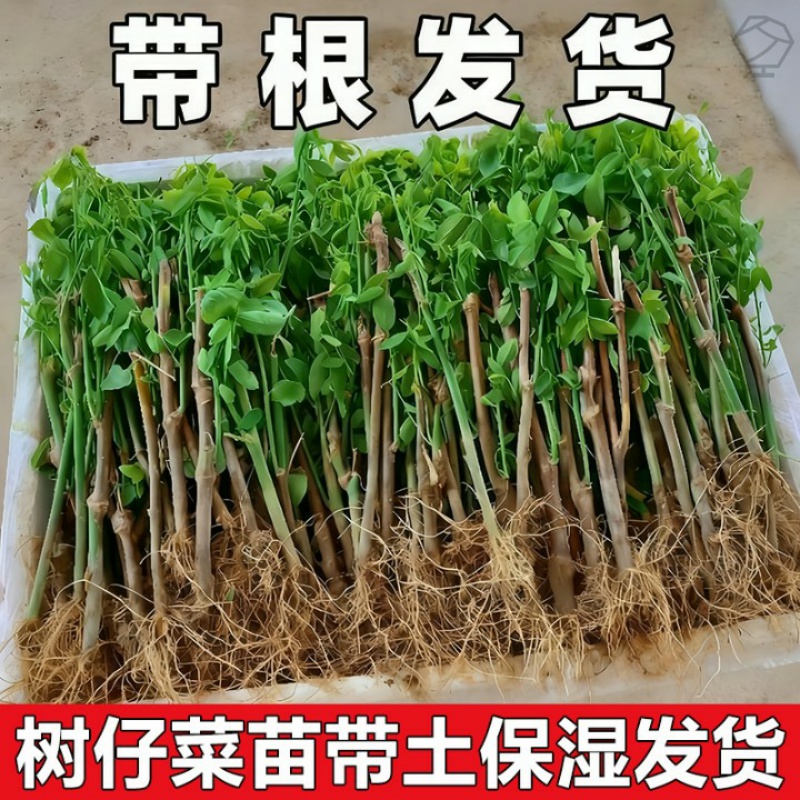 广东潮汕新鲜树仔菜苗盆栽树仔菜苗泰国枸杞带根海南野菜苗绿植苗