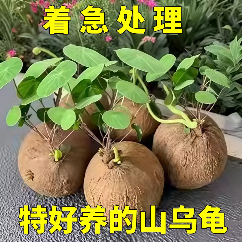 山乌龟植物金不换盆栽红景藤血藤水培盆爬藤室内桌面多肉绿植花卉