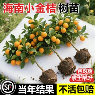 脆皮金桔四季果树带叶发货盆栽树苗橘子苗可食用脆皮金橘室内常绿