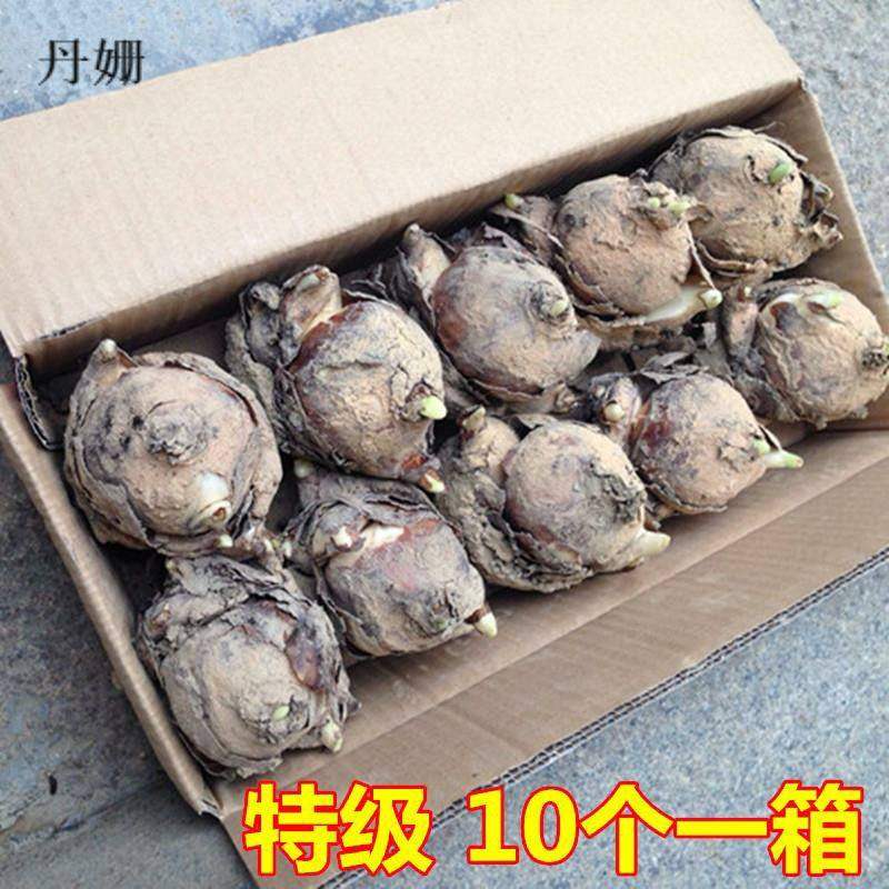 【爆品】水仙花水培四季开花盆栽耐寒植物室内易养活花卉绿植盆栽,鲜花速递/花卉仿真/绿植园艺,月季/蔷薇/玫瑰,淘宝优惠券,粉丝福利购,淘宝优惠卷