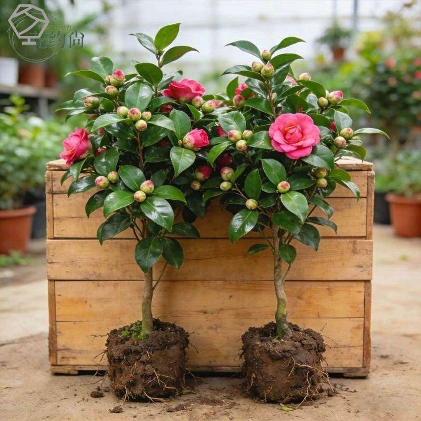 茶花树苗四季香妃开花卉盆栽易活山茶花带花苞特大号庭院耐寒耐冬,鲜花速递/花卉仿真/绿植园艺,月季/蔷薇/玫瑰,淘宝优惠券,粉丝福利购,淘宝优惠卷