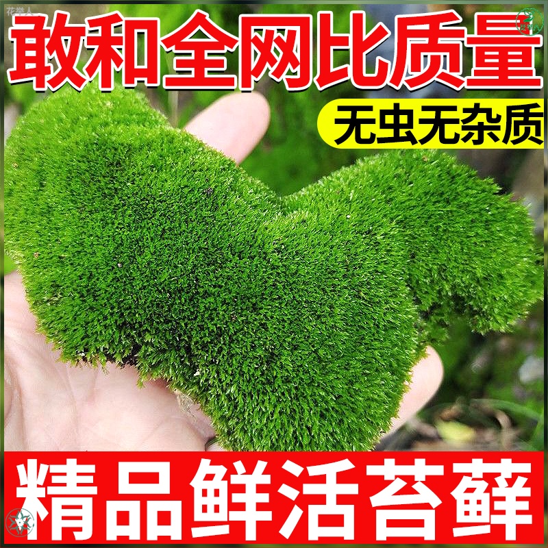 鲜活苔藓微景观植物白发