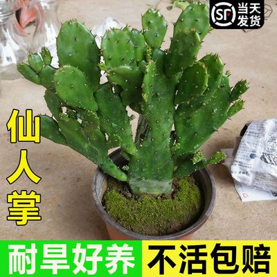千手观音盆栽植物室内阳台绿植花卉仙人掌类千佛手多肉植物盆栽种