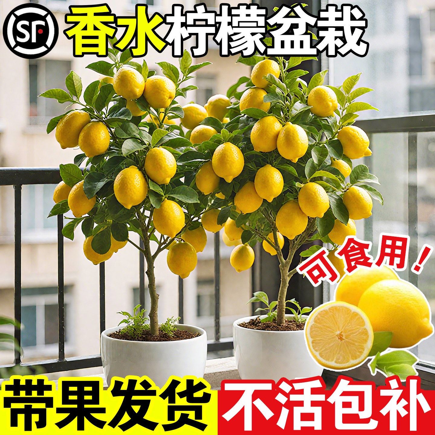 柠檬树盆栽带果可食用香水柠檬绿植老桩盆景好养四季花卉阳台种植,鲜花速递/花卉仿真/绿植园艺,造型盆景,淘宝优惠券,粉丝福利购,淘宝优惠卷
