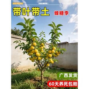 蜂糖李子树苗正宗新品种国峰七号果树苗嫁接五月脆蜂蜜三华李特大