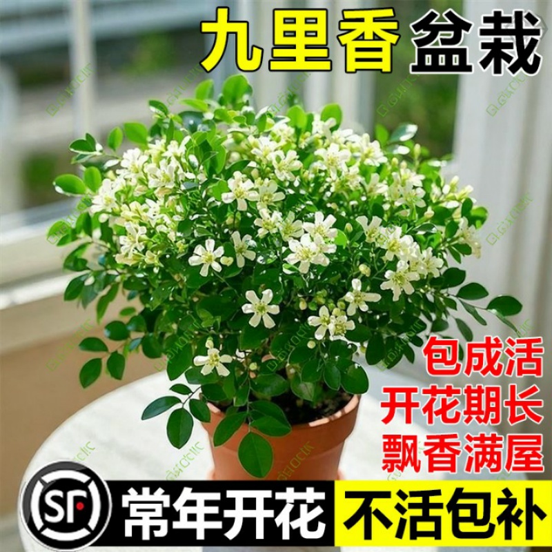 九里香盆栽带花苞室内阳台庭院花卉植物四季开 花好养易活耐寒绿