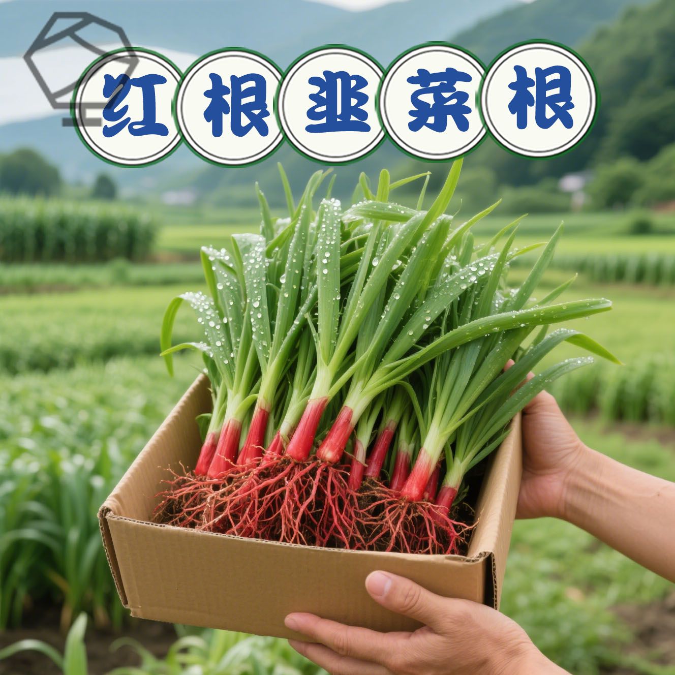 红根韭菜根苗紫四季新鲜