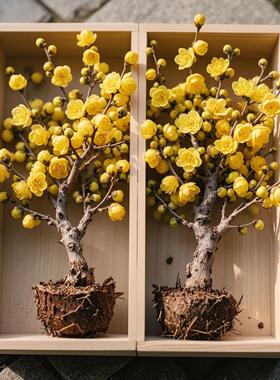 腊梅花树苗盆栽室内外老桩梅花盆景庭院耐寒花卉植物浓香素心腊梅
