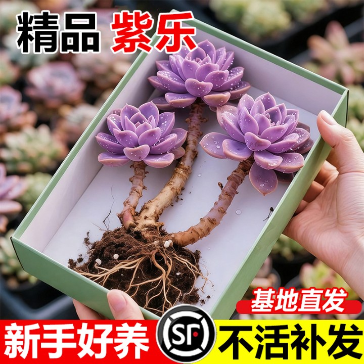 群生多头紫色花卉精品盆栽新手乐