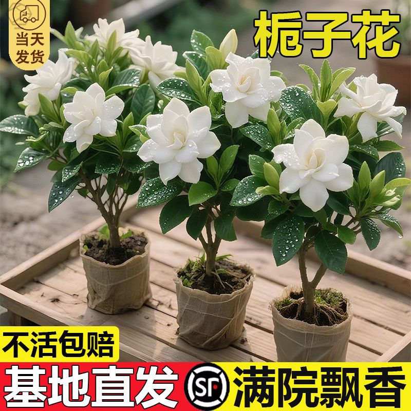 棒棒糖栀子花盆栽四季植物阳台