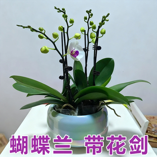 粉残雪蝴蝶兰2.8寸杯带花剑发货耐热型夏花续花型花期超长好养活