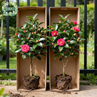 茶花树苗山茶花盆栽四季香妃五色赤丹室内花卉花苗阳台开花植物