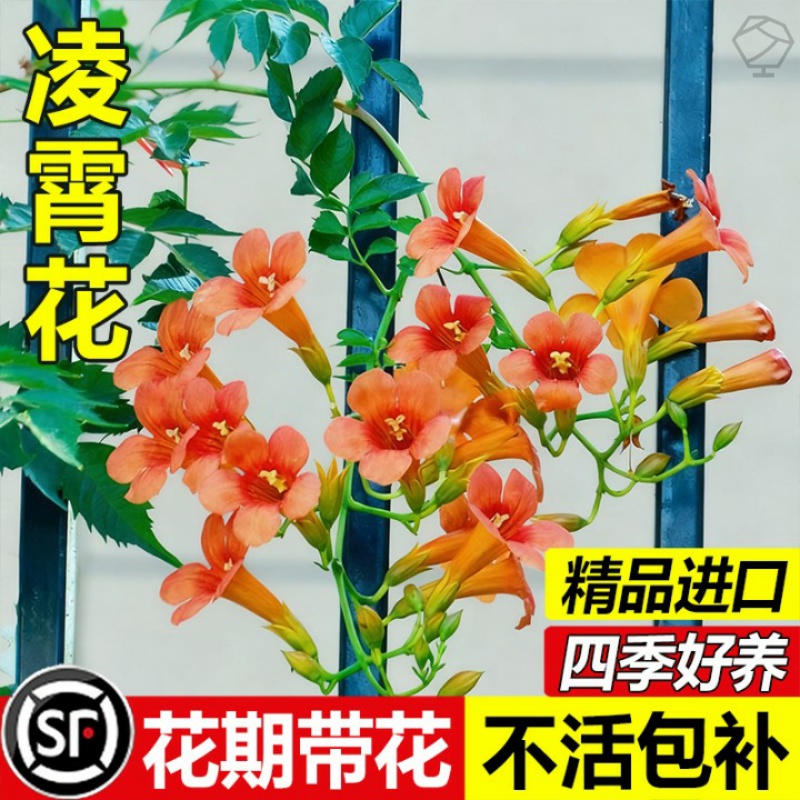 耐寒凌霄花苗爬藤植物四季开花卉大苗绿植盆栽庭院阳台炮仗花紫藤