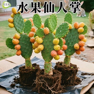 当年结果食用水果型宝塔红果仙人掌种植黄大刺米邦塔仙人掌火龙果