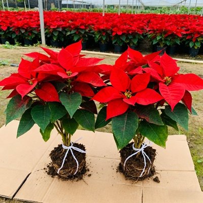 一品红盆栽花卉真鲜花植物客厅阳台好养绿植圣诞花年宵花