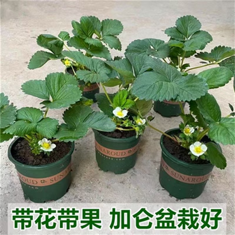 草莓苗加仑盆带花带果盆