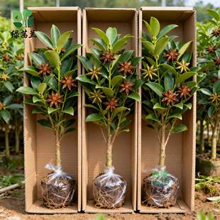 嫁接八角树苗大红八角苗带土带叶盆栽矮化东荣罗马八角苗四季可种