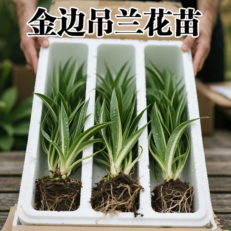 新品金边吊兰盆栽花卉植