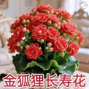 勤花室内外带花苞花卉直销 金狐狸盆栽大花重瓣四季 稀有长寿花