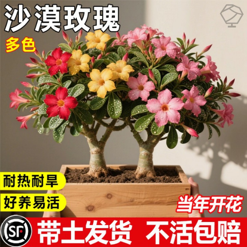 沙漠玫瑰盆栽花卉客厅室内办公室重瓣多肉好养植物老桩四季小绿植