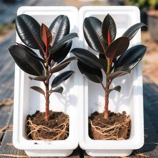 黑金刚橡皮树盆栽室内客厅花卉植物净化空气办桌面防辐射盆景绿植