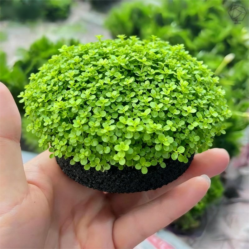 迷你矮珍珠小坨草鱼缸造景水草场直发懒人水培增氧淡水草活体植物