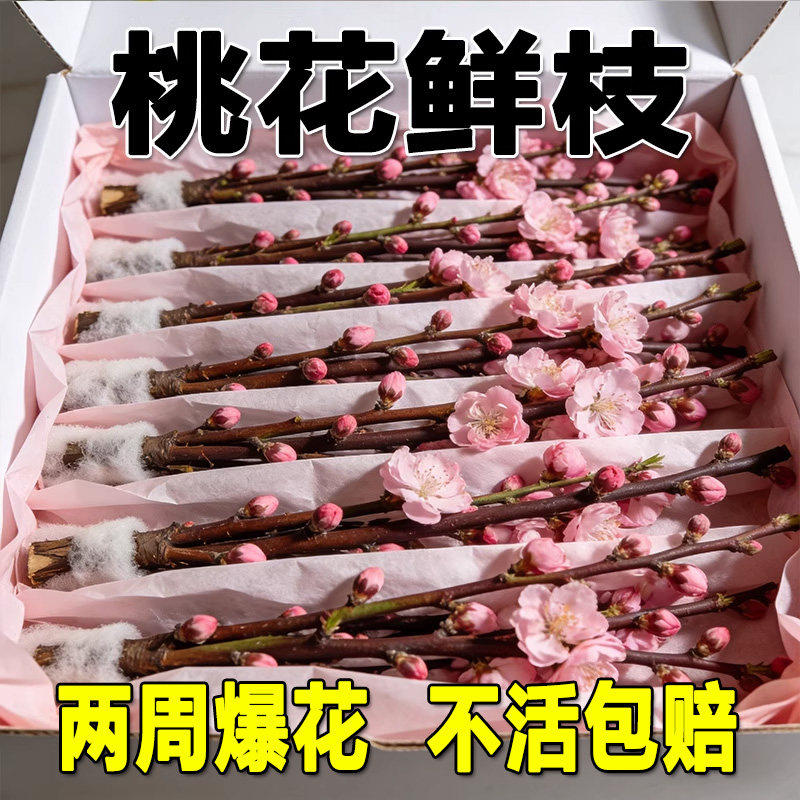 桃花鲜枝干枝水培鲜切带花苞红梅室内客厅水养绿植花卉办公室盆栽,鲜花速递/花卉仿真/绿植园艺,造型盆景,淘宝优惠券,粉丝福利购,淘宝优惠卷