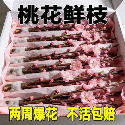 桃花鲜枝干枝水培鲜切带花苞红梅室内客厅水养绿植花卉办公室盆栽