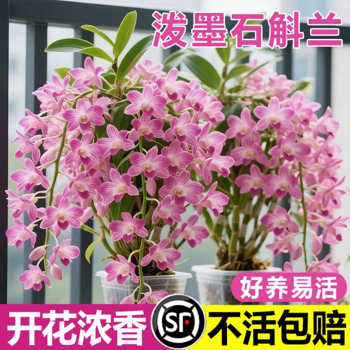 办公室花苞泼墨石斛盆栽日本兰花