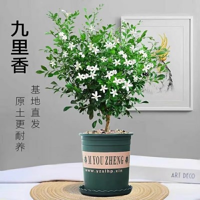 清香驱蚊九里香盆栽花卉