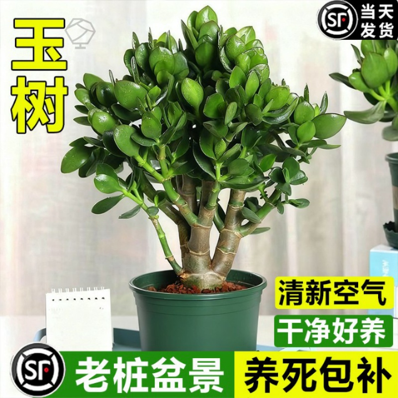 玉树盆栽老桩大叶红边玉树树苗精品多肉植物大颗好养室内花卉绿植