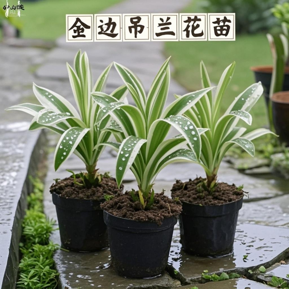 金边吊兰盆栽花卉植物室