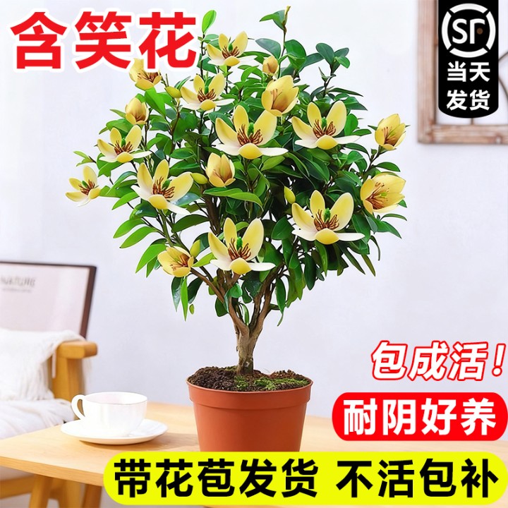 含笑花盆栽老桩树苗带花苞室内阳台四季浓香型耐寒花卉植物香蕉花