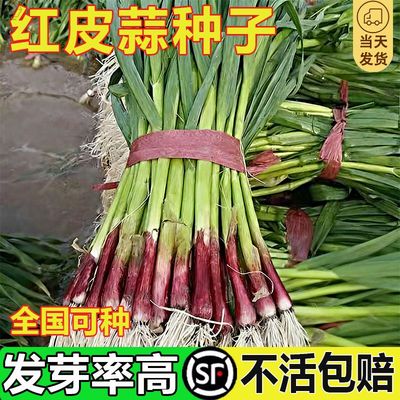 正宗红皮蒜种子早蒜蒜瓣大蒜子新鲜紫皮香蒜正月出蒜苔种红根蒜苗