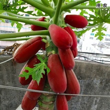 木瓜苗矮化水果树果苗南方种植红心红皮地栽盆栽四季种植当年结果