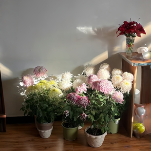 菊花盆栽九月菊苗耐寒室内外庭院种植花卉九月菊大花菊花草本花卉